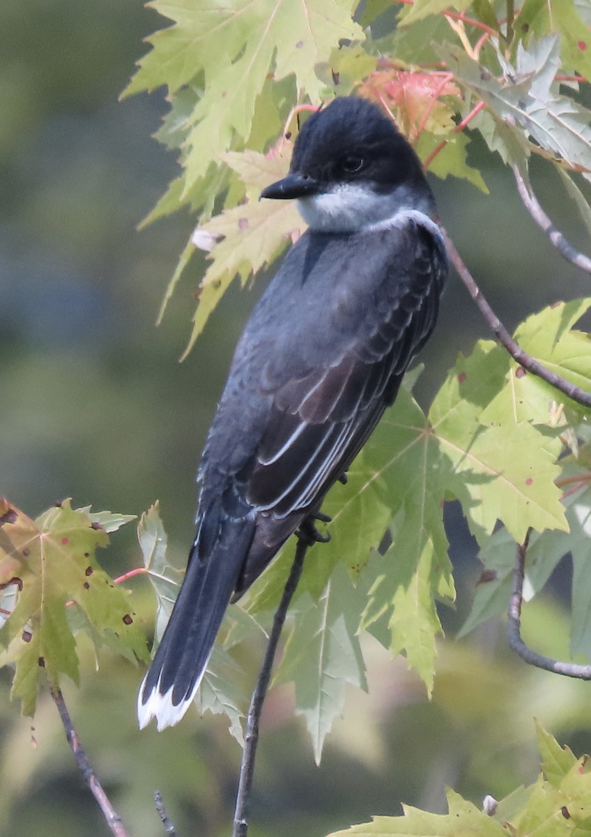 Eastern Kingbird - ML620467623