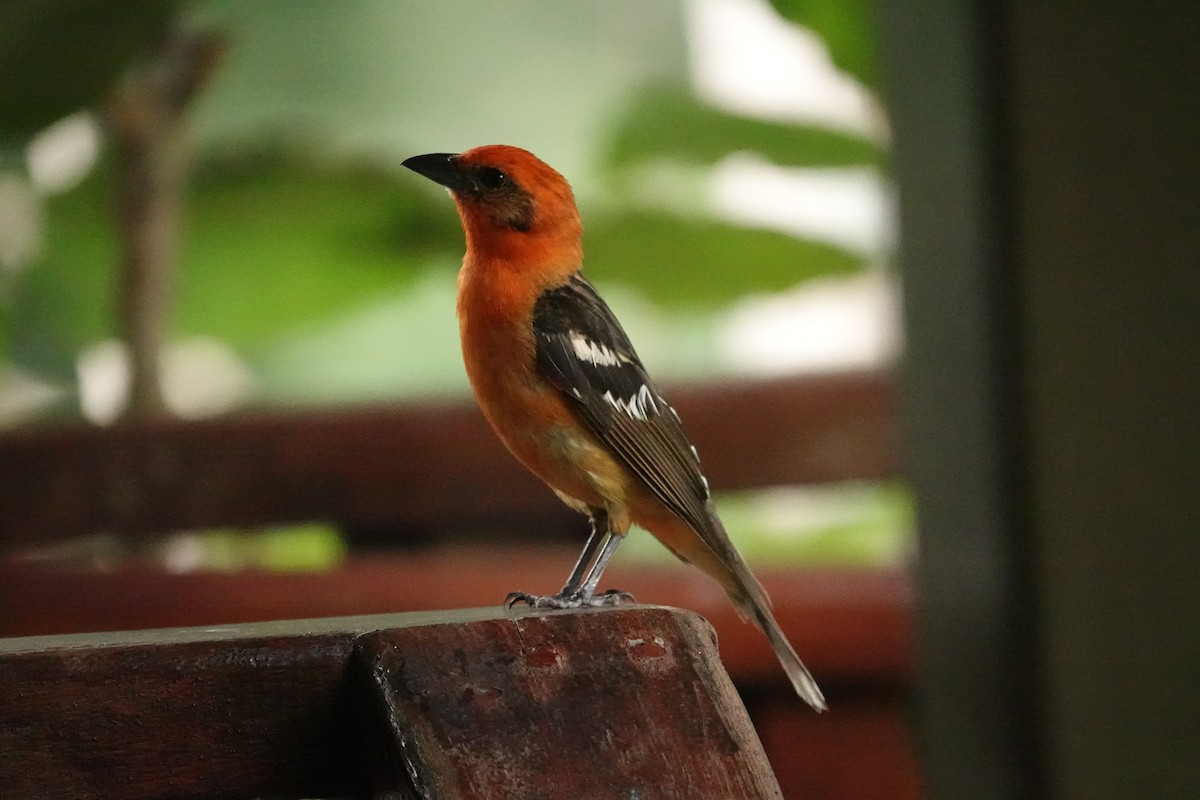 Flame-colored Tanager - ML620467626