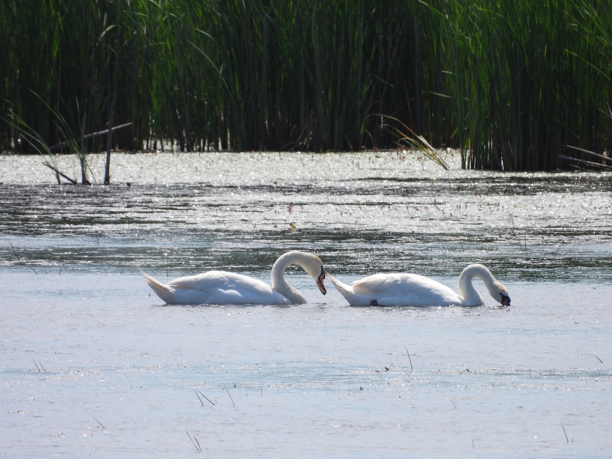 Cygne tuberculé - ML620467627