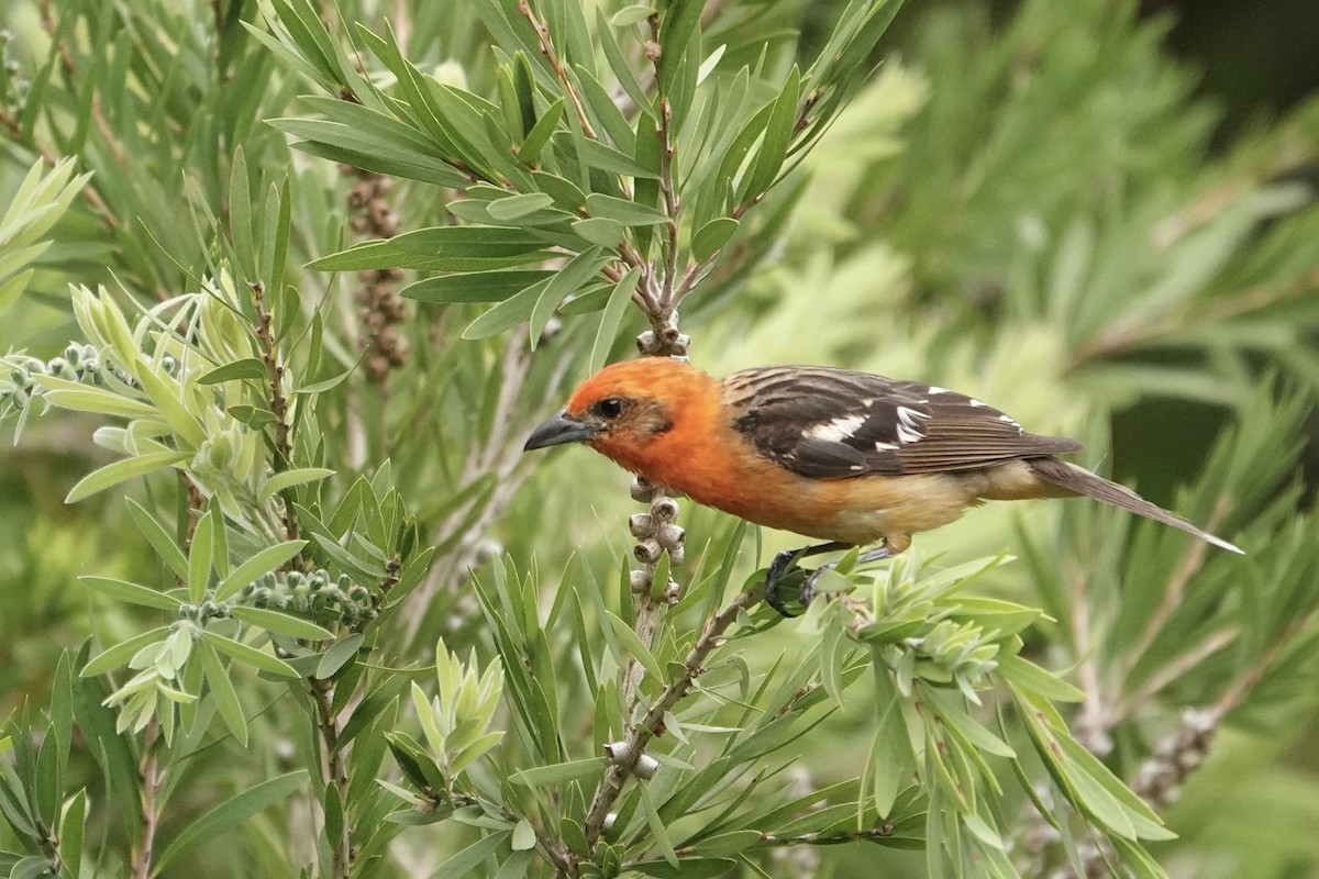 Flame-colored Tanager - ML620467628