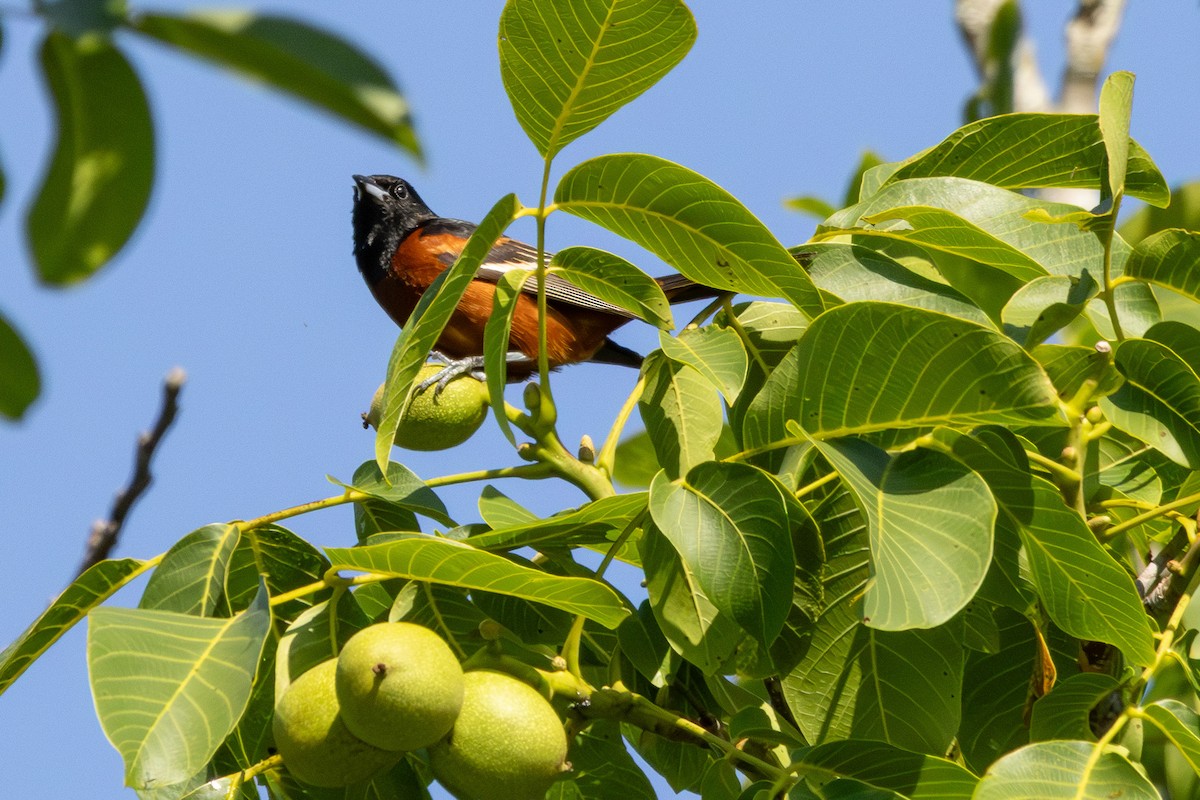 Orchard Oriole - ML620467637