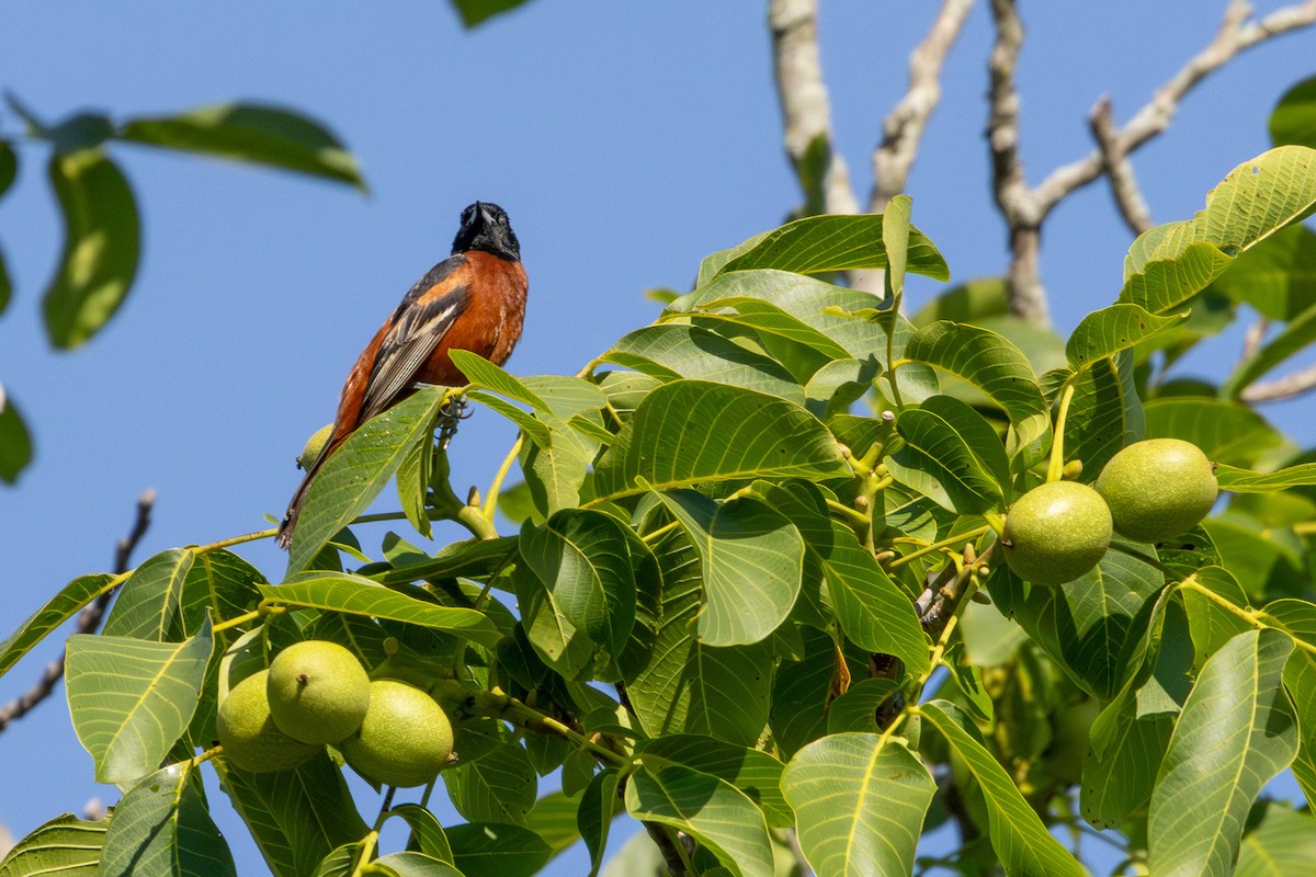 Orchard Oriole - ML620467638