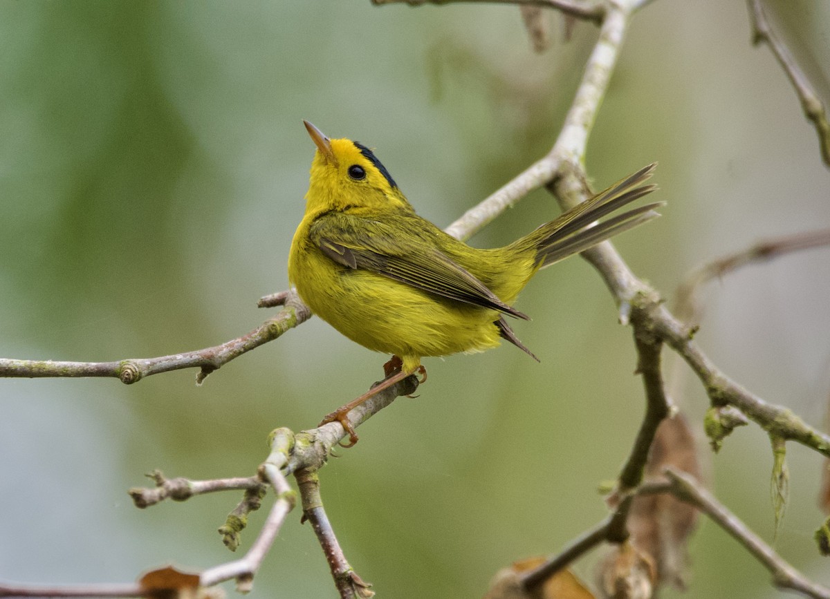 Wilson's Warbler - ML620467639