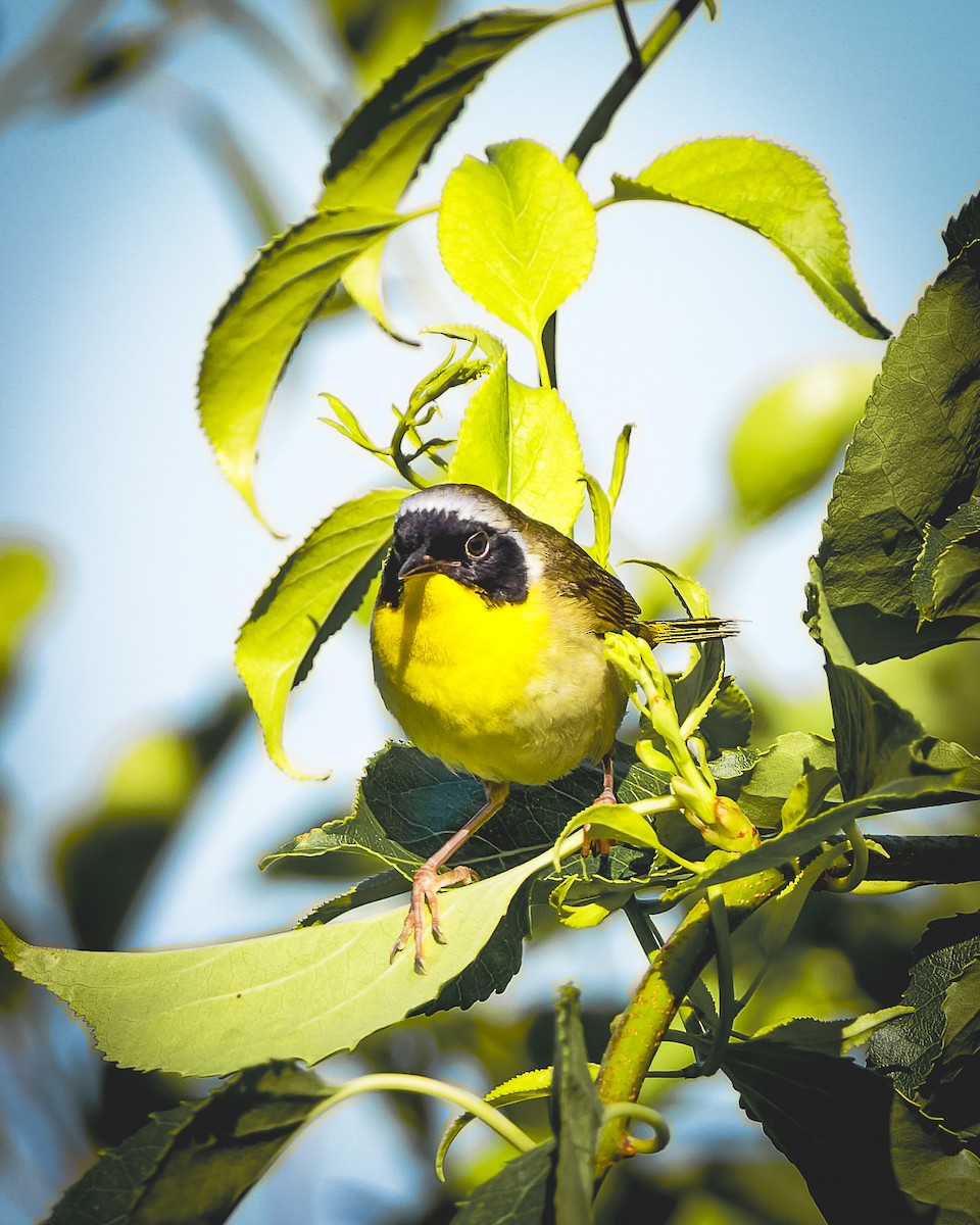 Common Yellowthroat - ML620467641