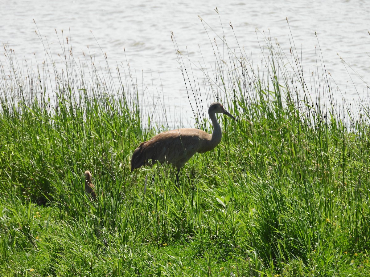 Sandhill Crane - Kathy Springer