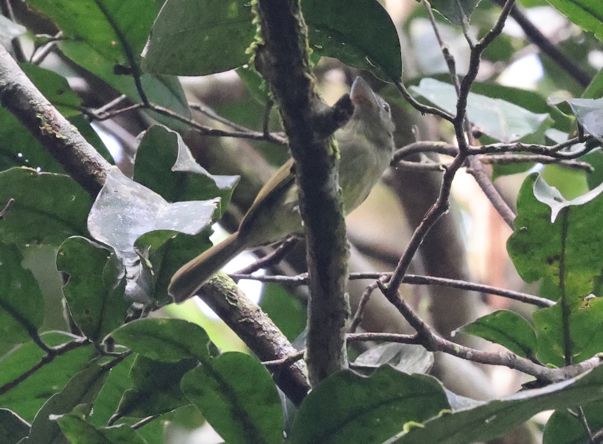 Eastern Olivaceous Flatbill - ML620467648