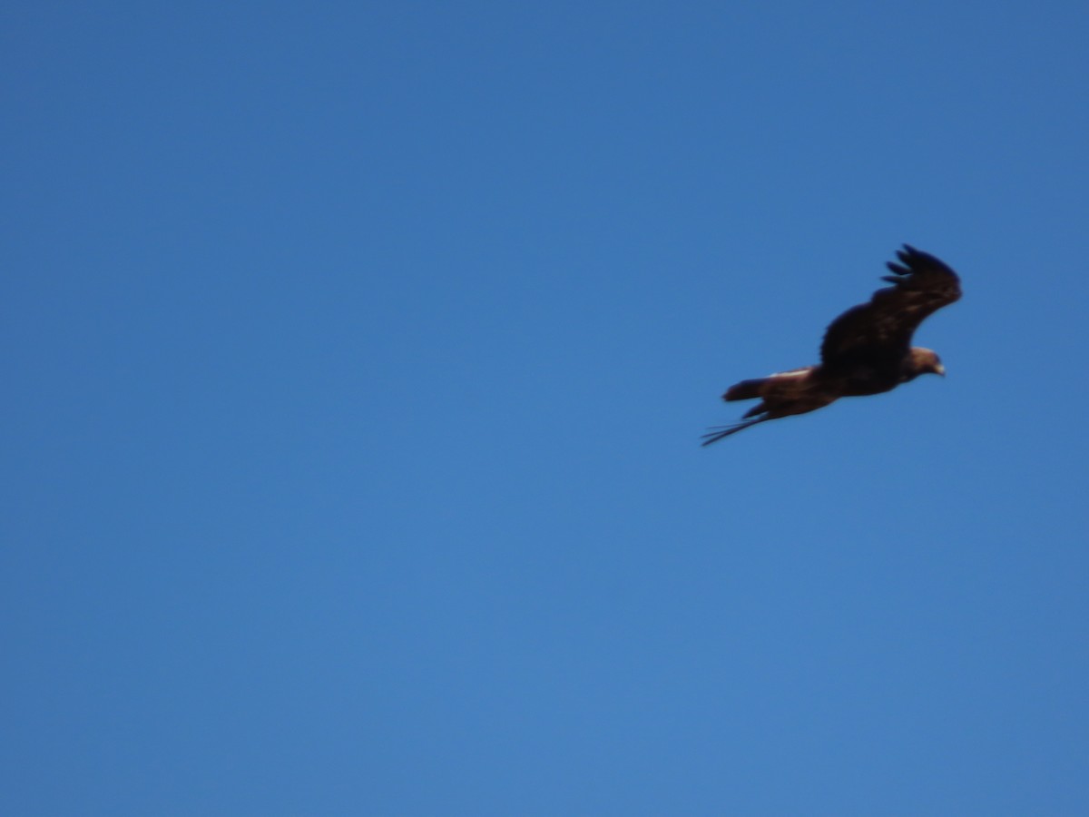 Águila Real - ML620467653