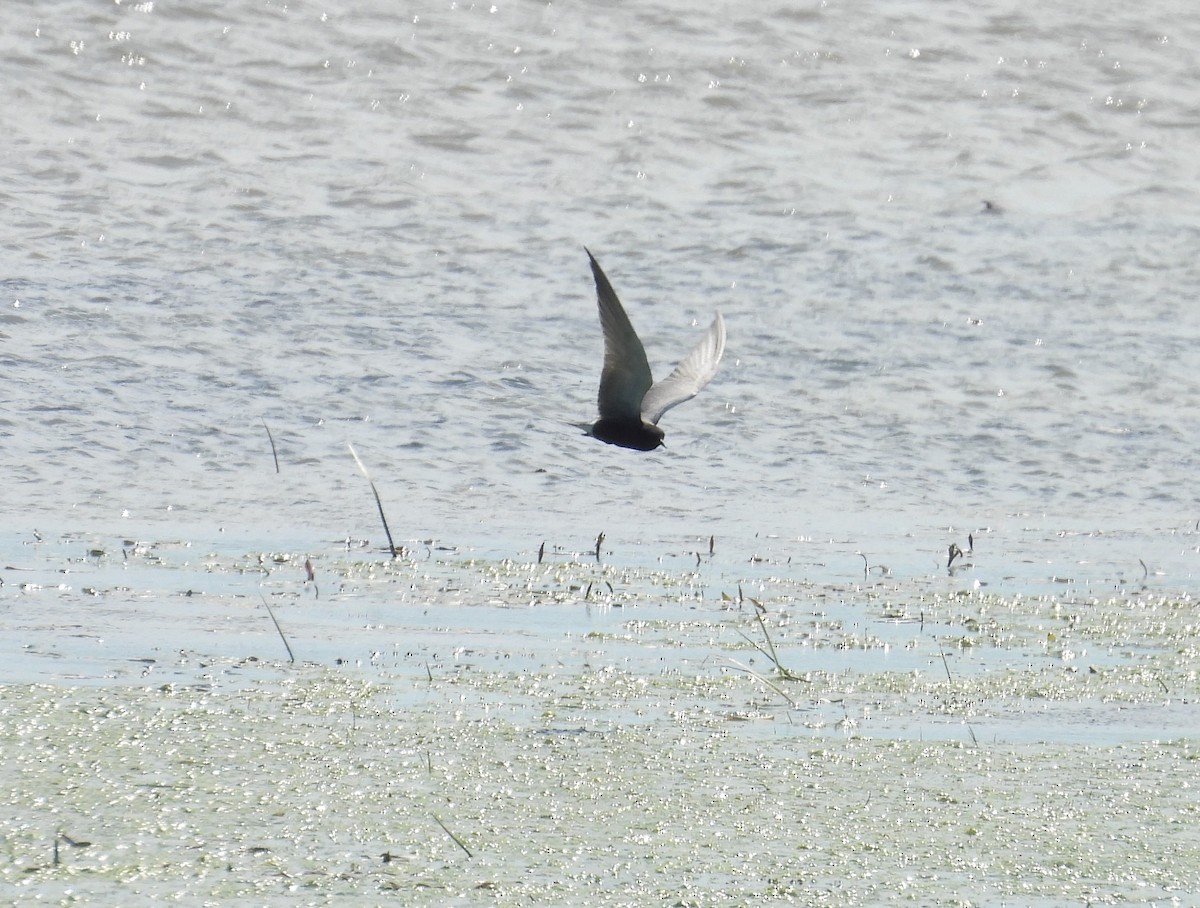 Black Tern - ML620467654