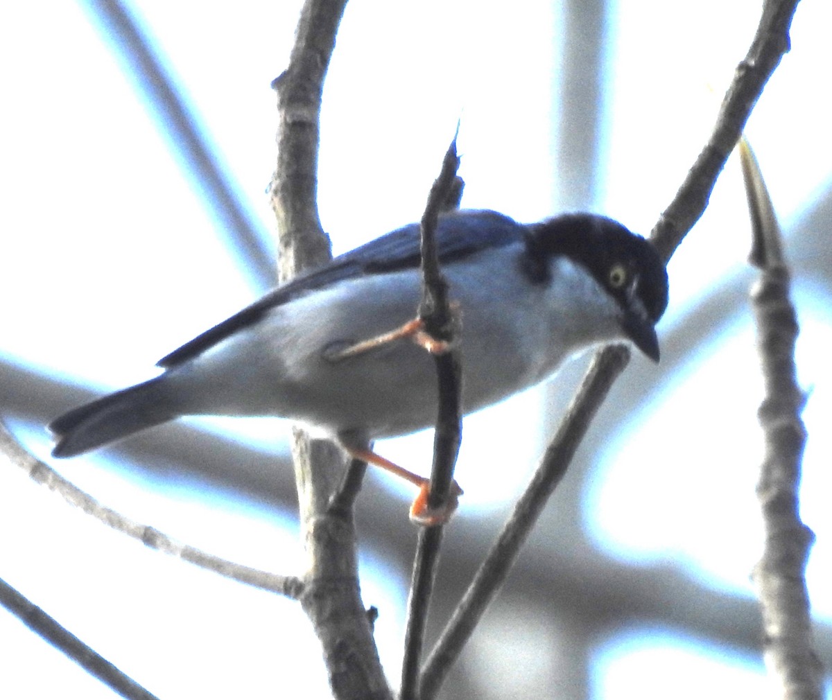 Hooded Tanager - ML620467655