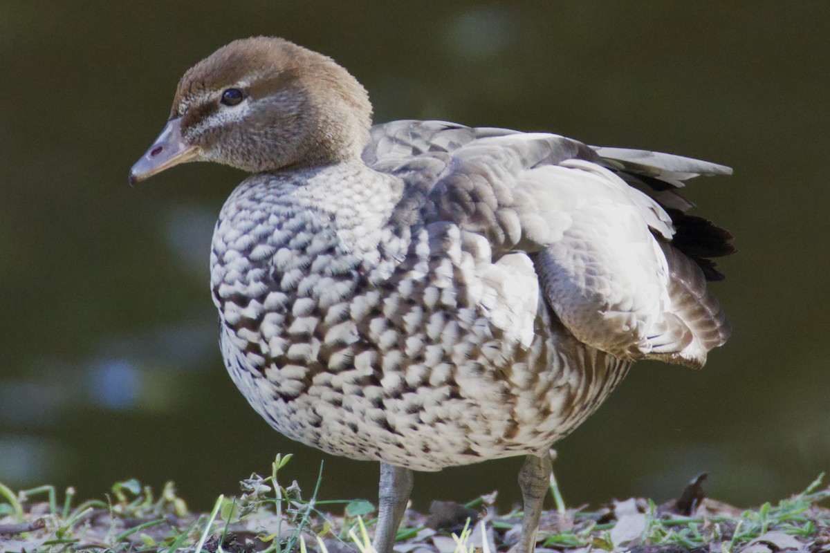 Maned Duck - ML620467657