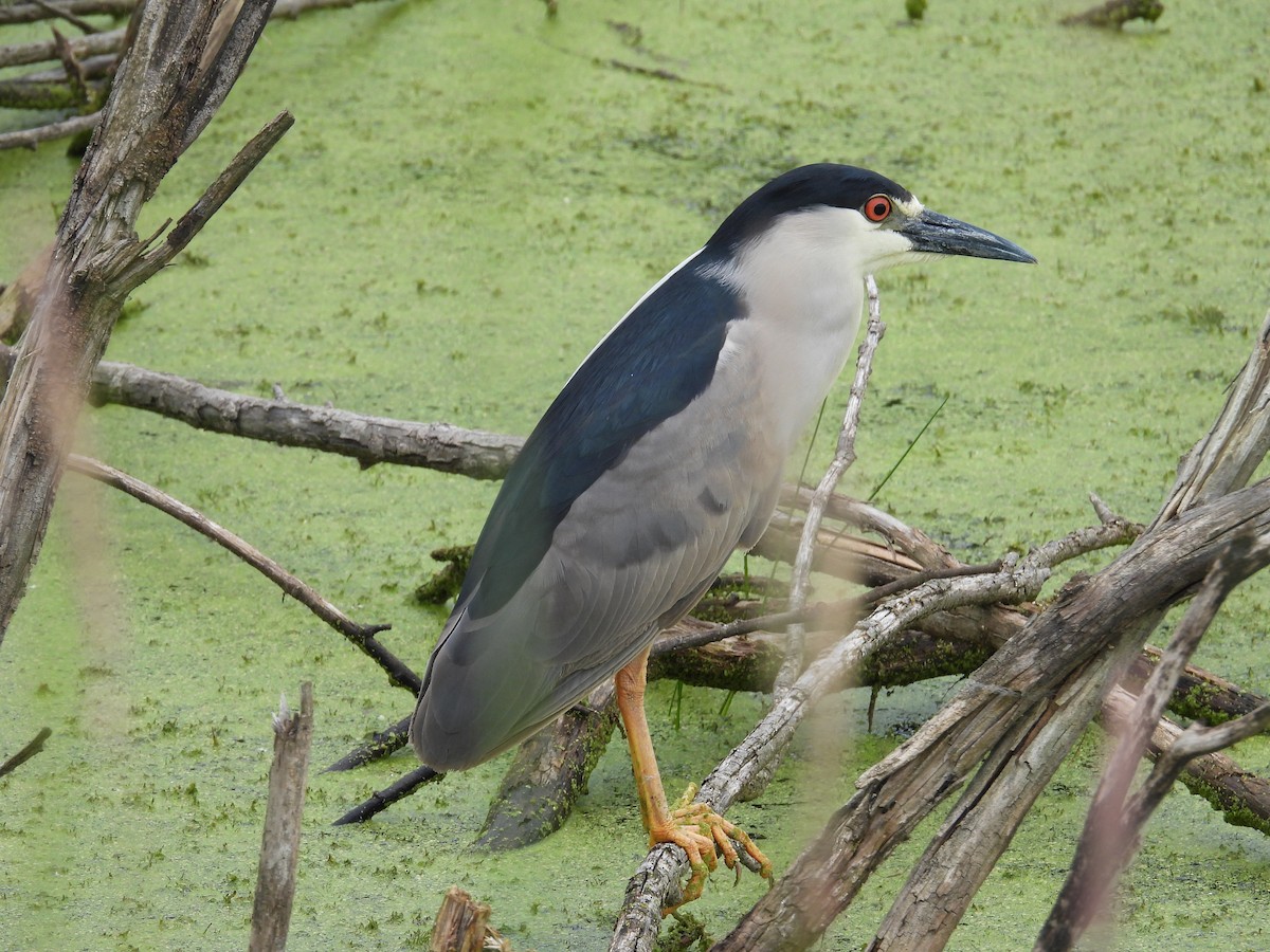 Black-crowned Night Heron - ML620467660