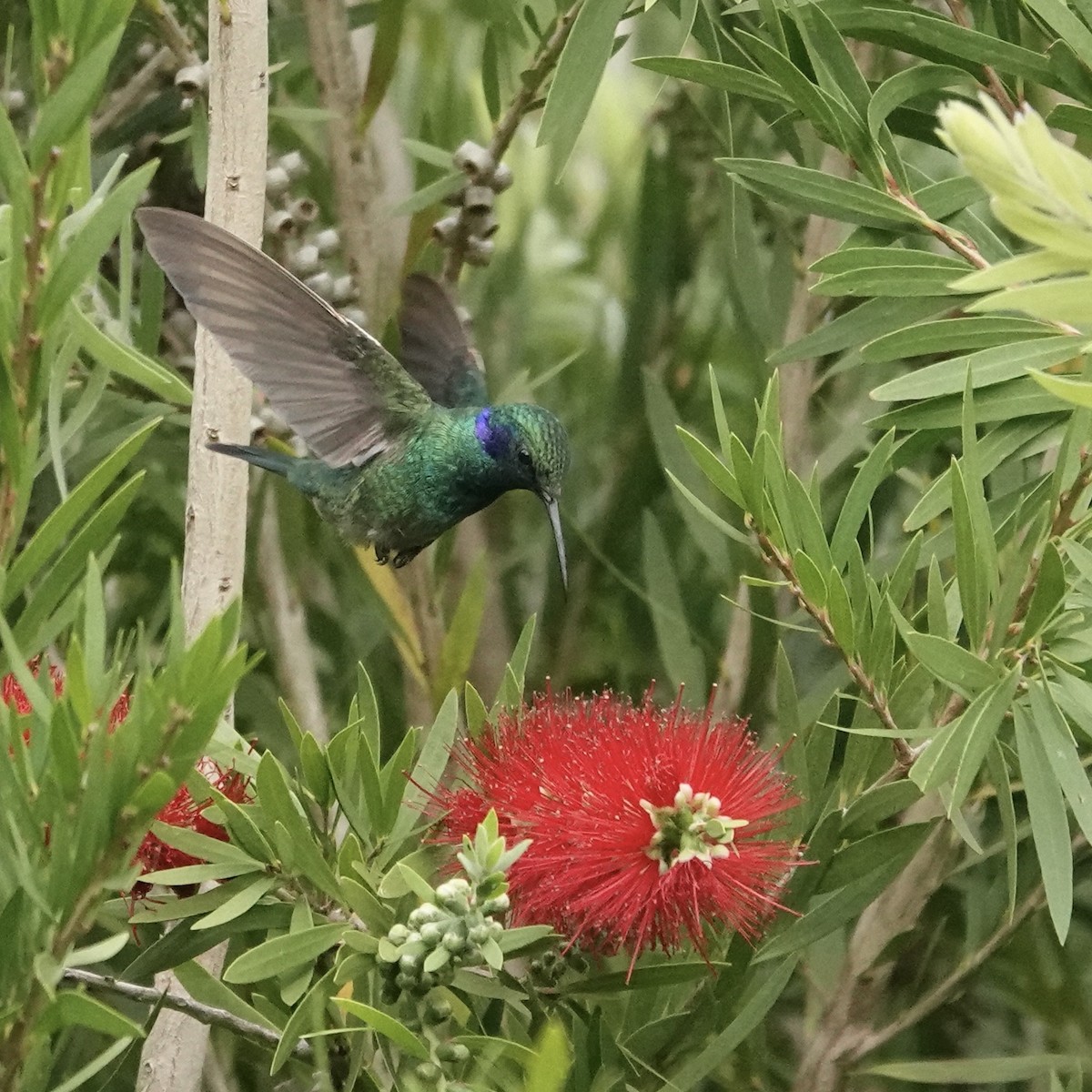 kolibřík modrouchý (ssp. cabanidis) - ML620467663