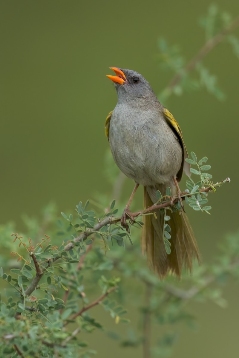 Great Pampa-Finch - ML620467665