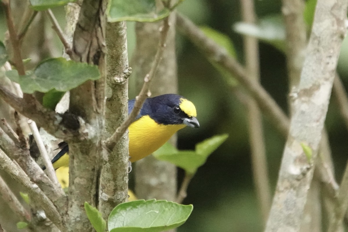 Thick-billed Euphonia (Black-tailed) - ML620467669