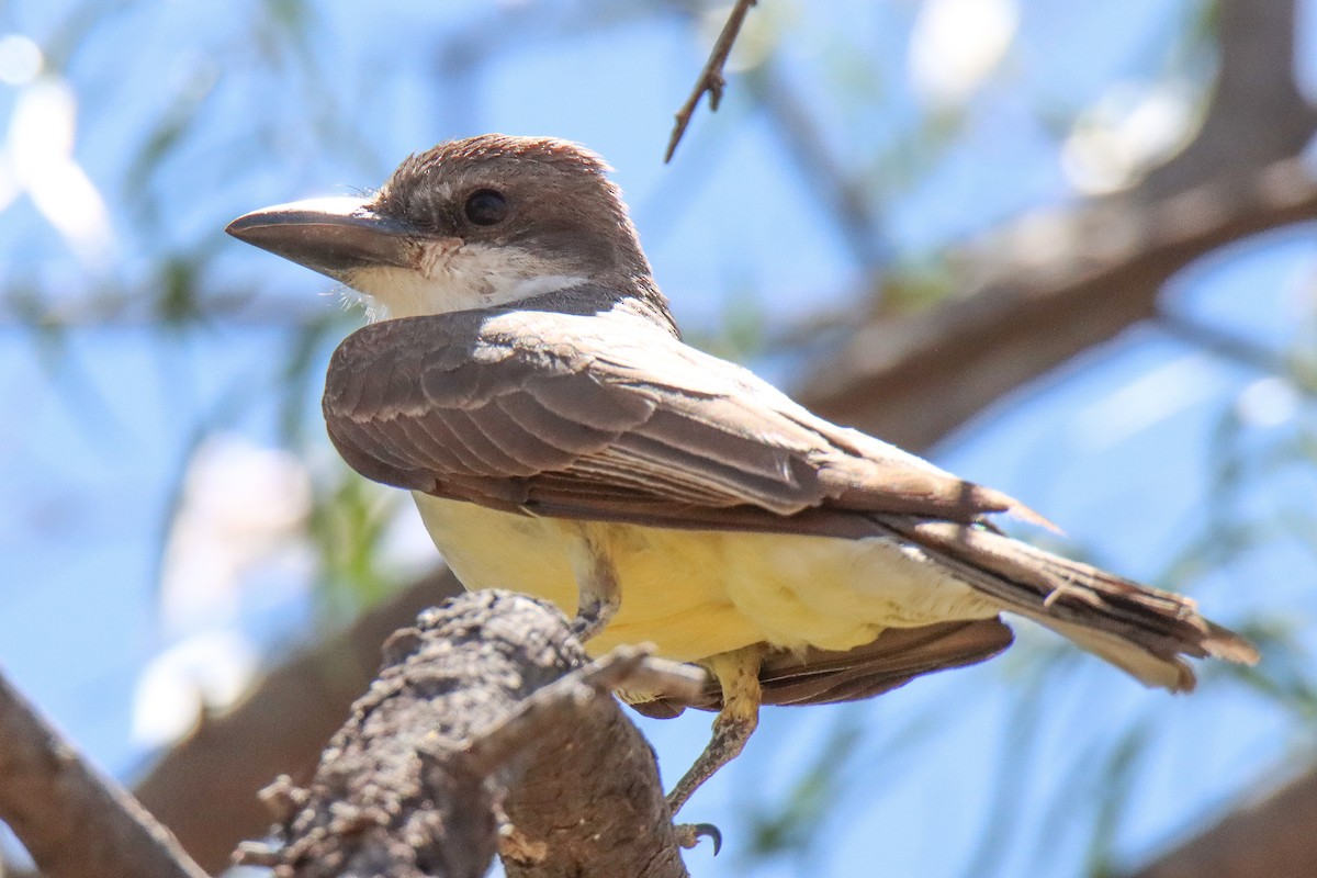 Thick-billed Kingbird - ML620467674