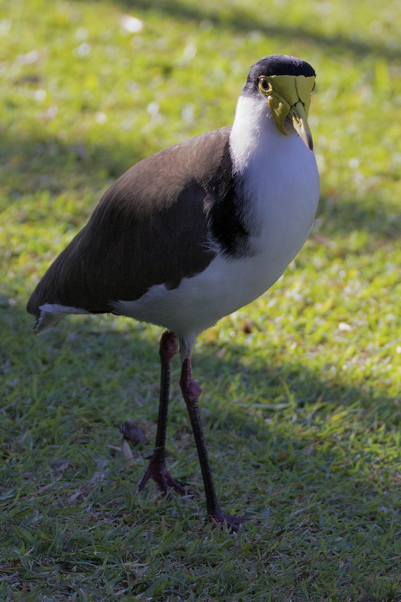 Masked Lapwing - ML620467675