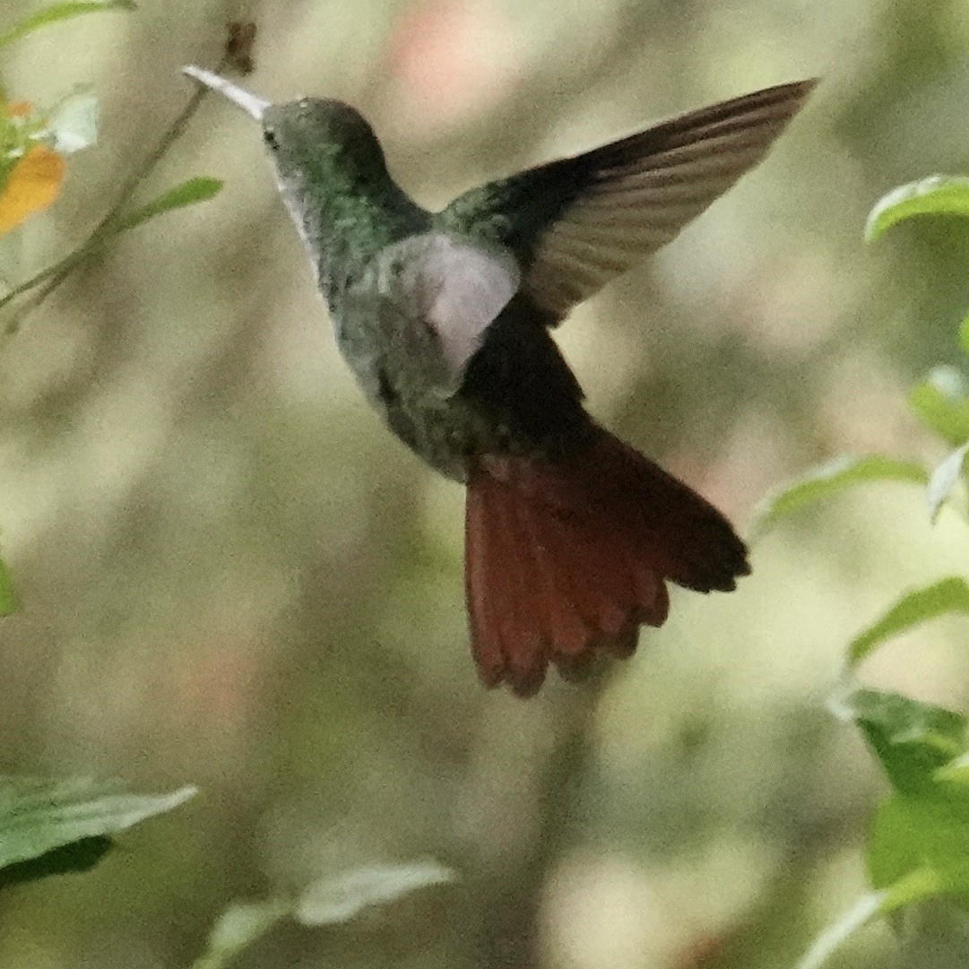 Rufous-tailed Hummingbird - ML620467676