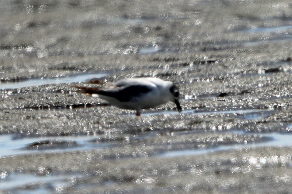 Mouette de Bonaparte - ML620467677