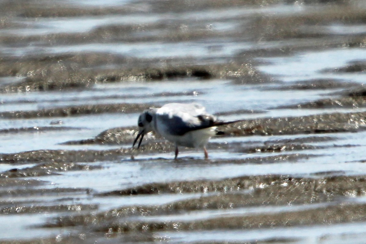 Bonaparte's Gull - ML620467680