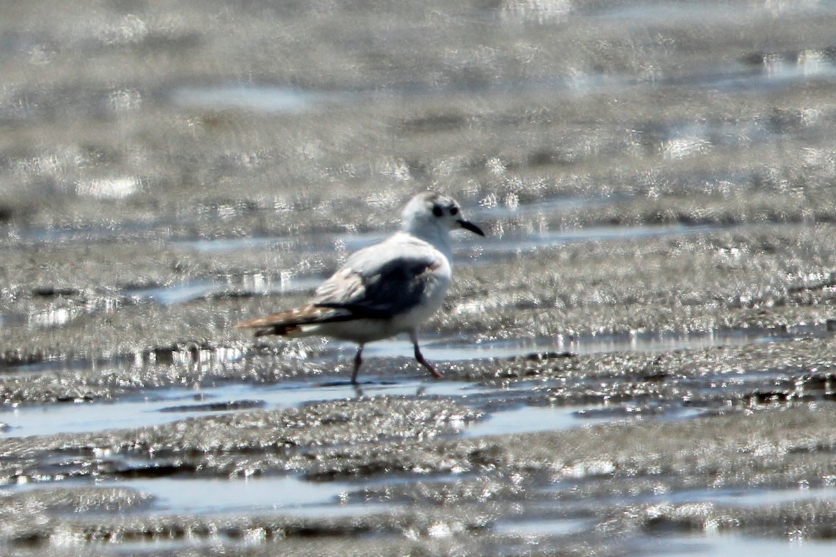 Bonaparte's Gull - ML620467681