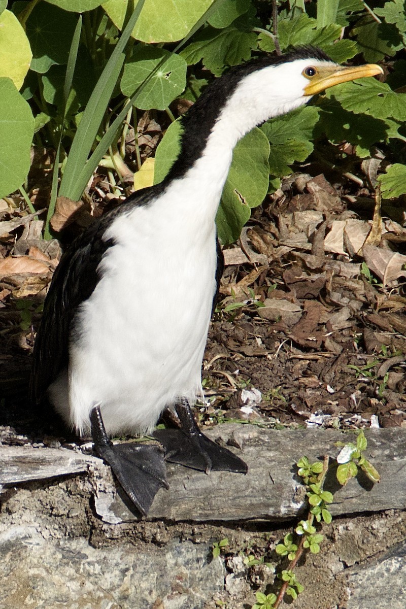 Little Pied Cormorant - ML620467685