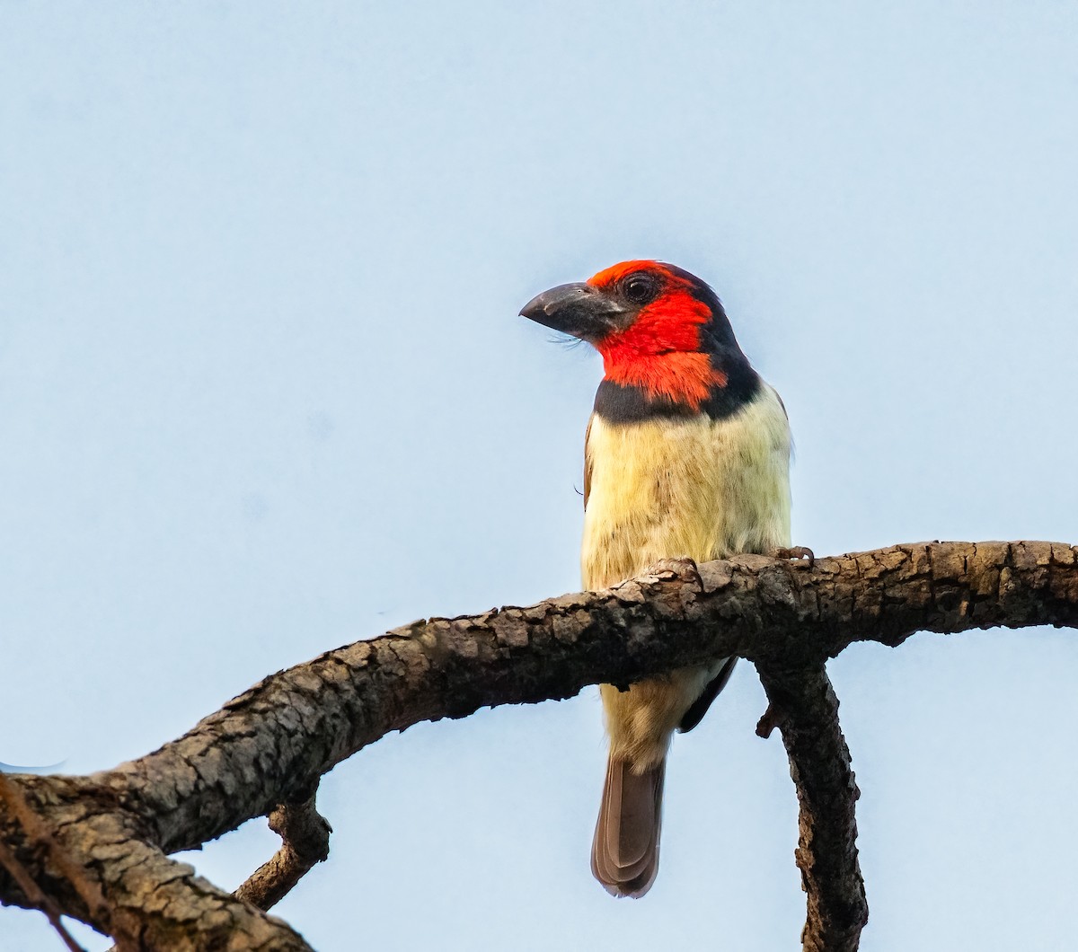 Black-collared Barbet - Jim Merritt