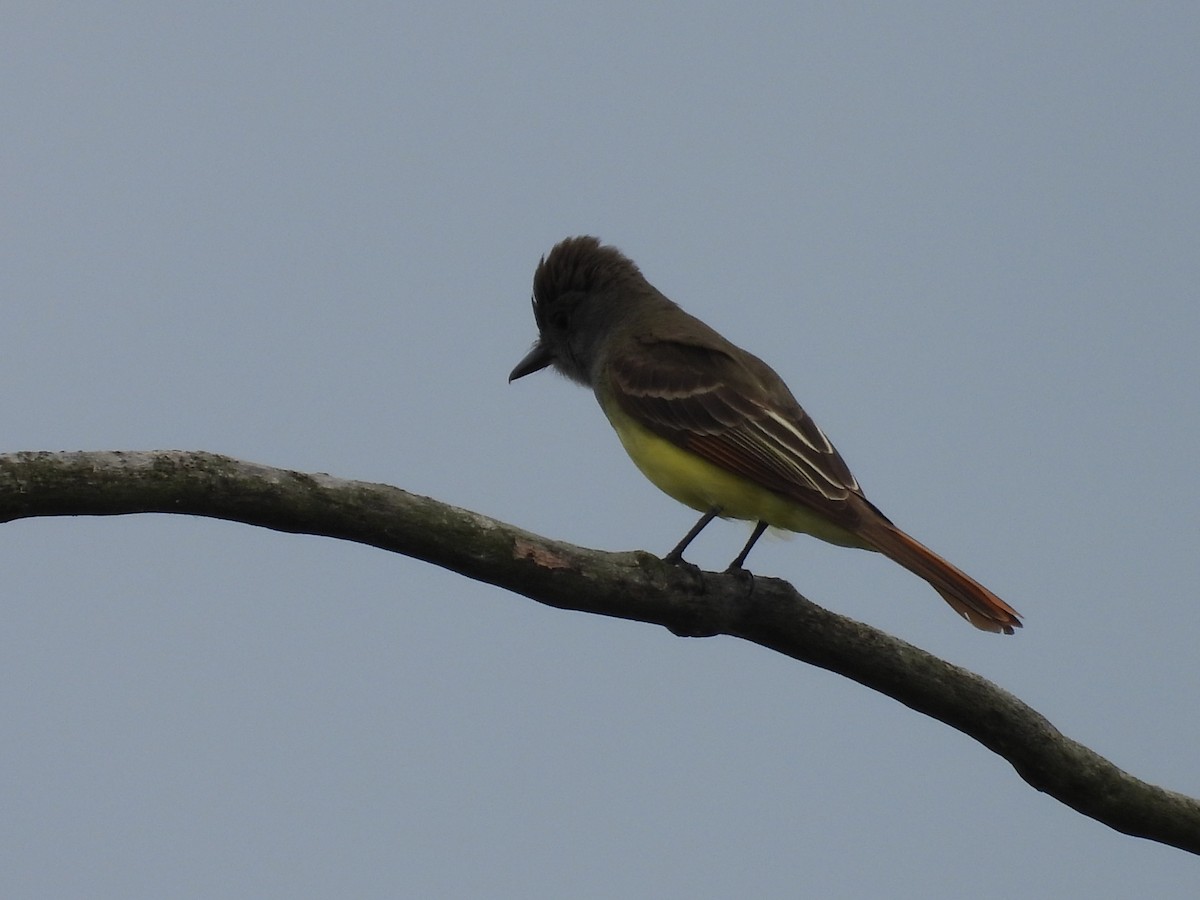 Great Crested Flycatcher - ML620467689