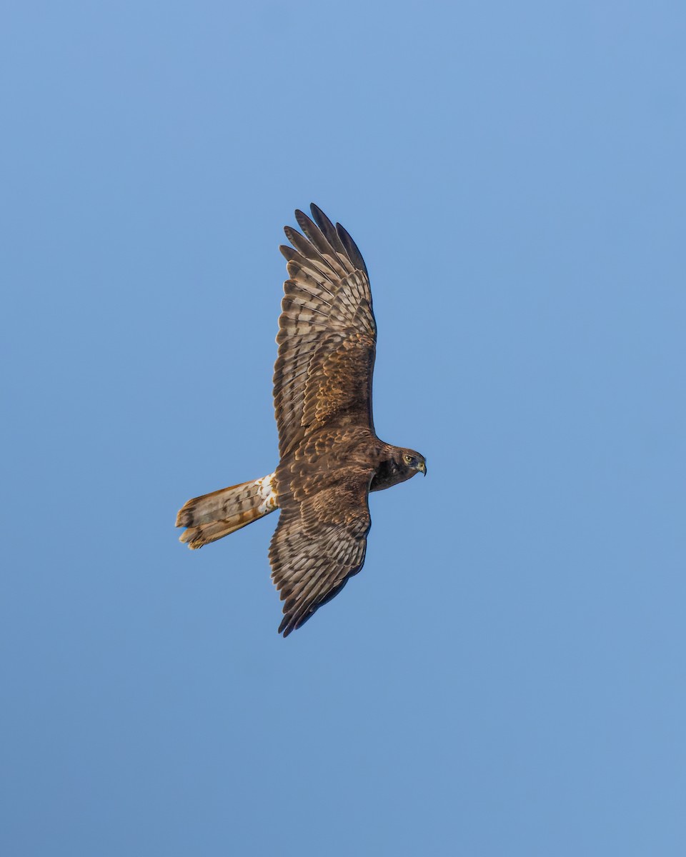 Swamp Harrier - ML620467697