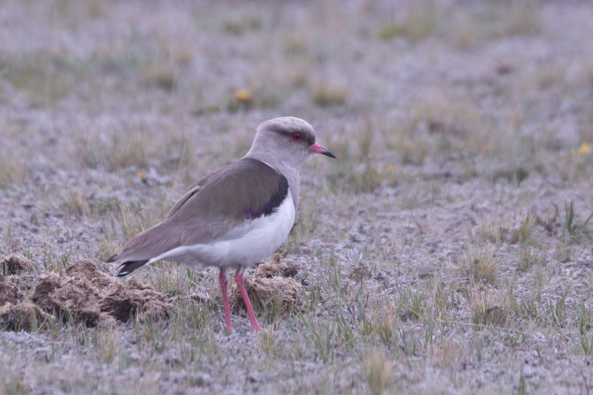 Andean Lapwing - ML620467702