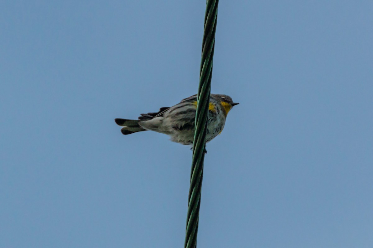 Yellow-rumped Warbler (Audubon's) - ML620467706