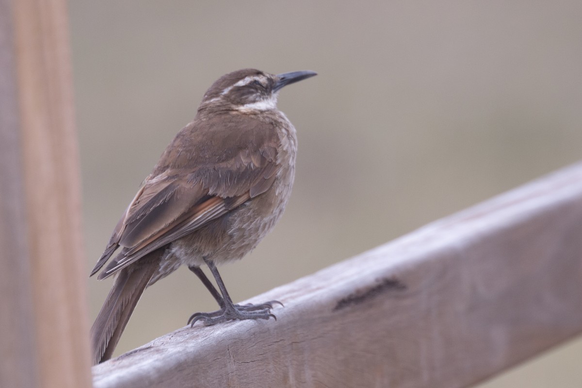 Stout-billed Cinclodes - ML620467708