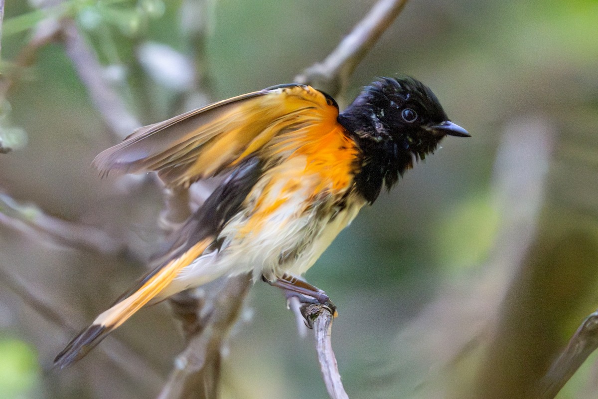 American Redstart - ML620467711