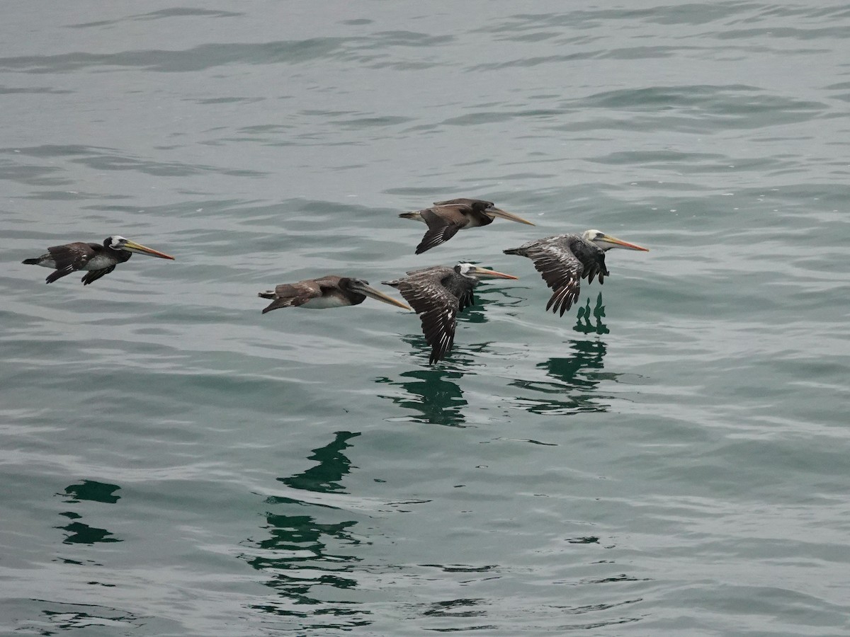 Peruvian Pelican - ML620467713