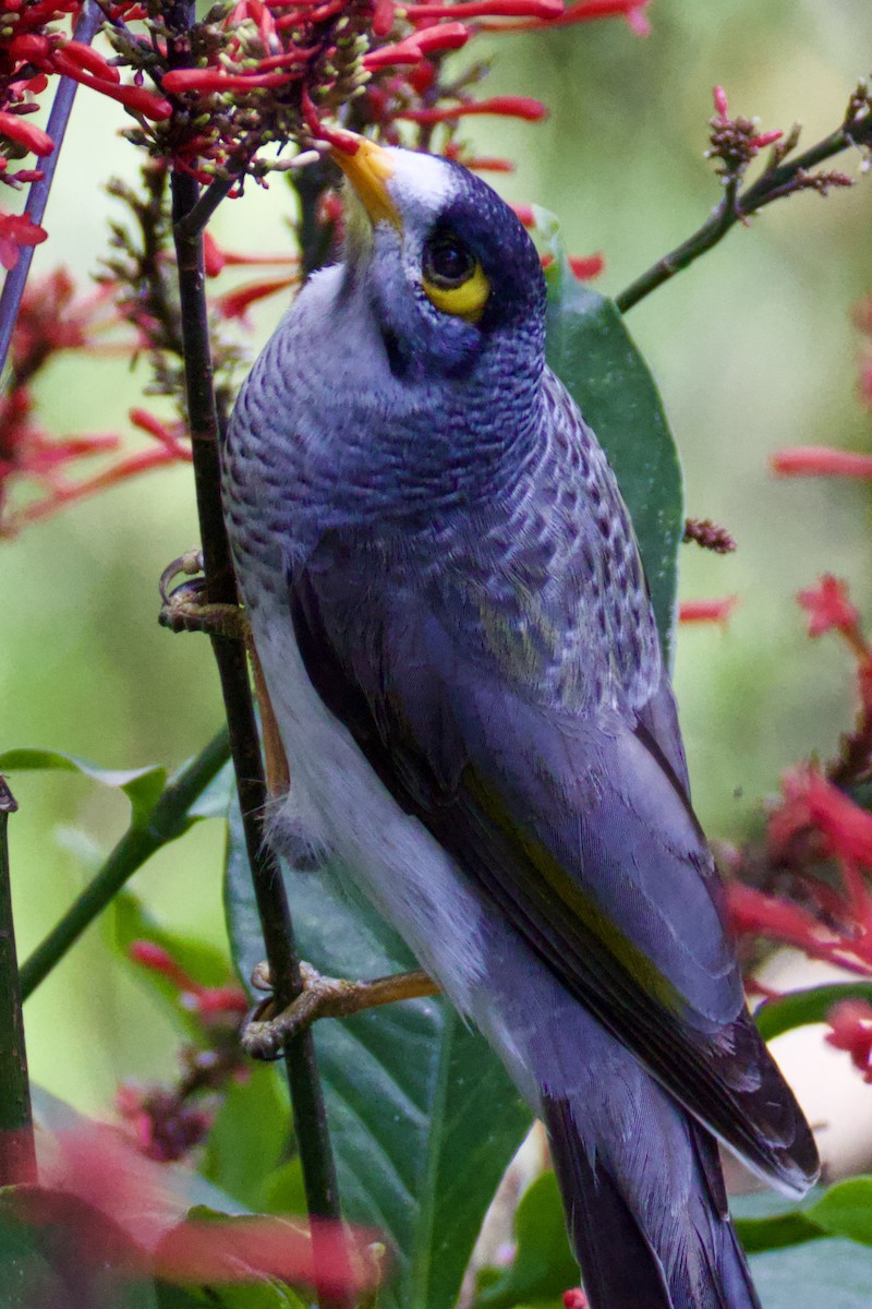 Noisy Miner - ML620467715