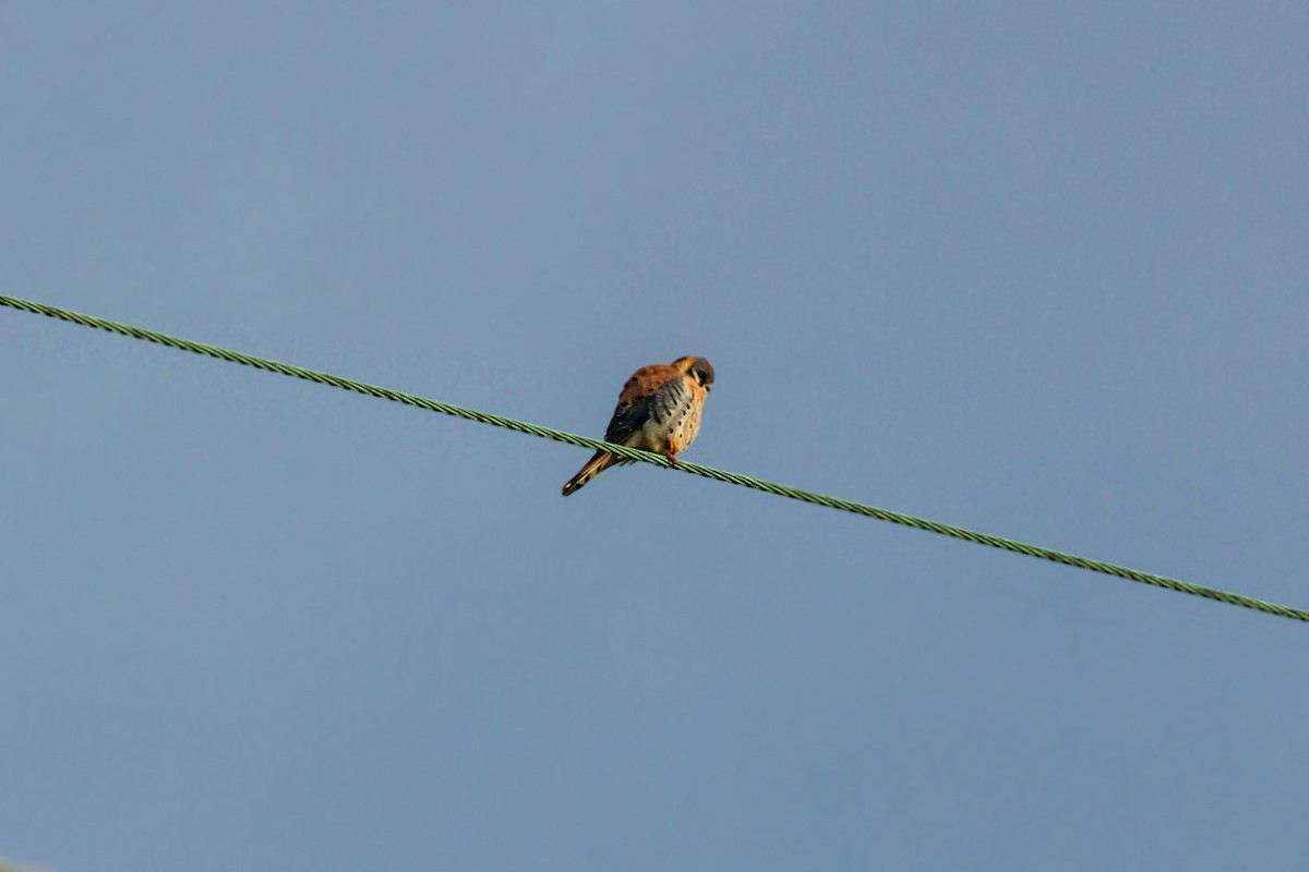 American Kestrel - ML620467716