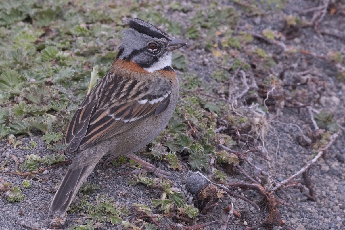 Rufous-collared Sparrow - ML620467720