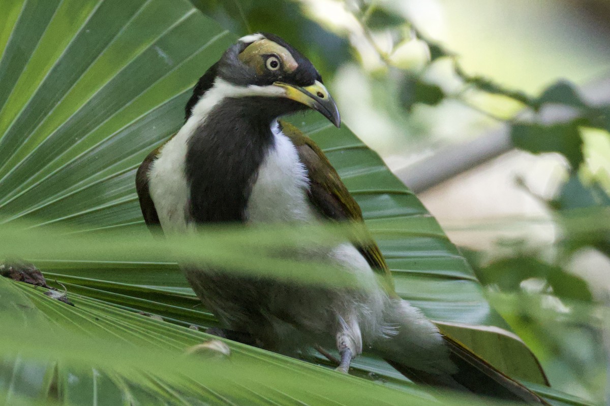 Blue-faced Honeyeater - ML620467721