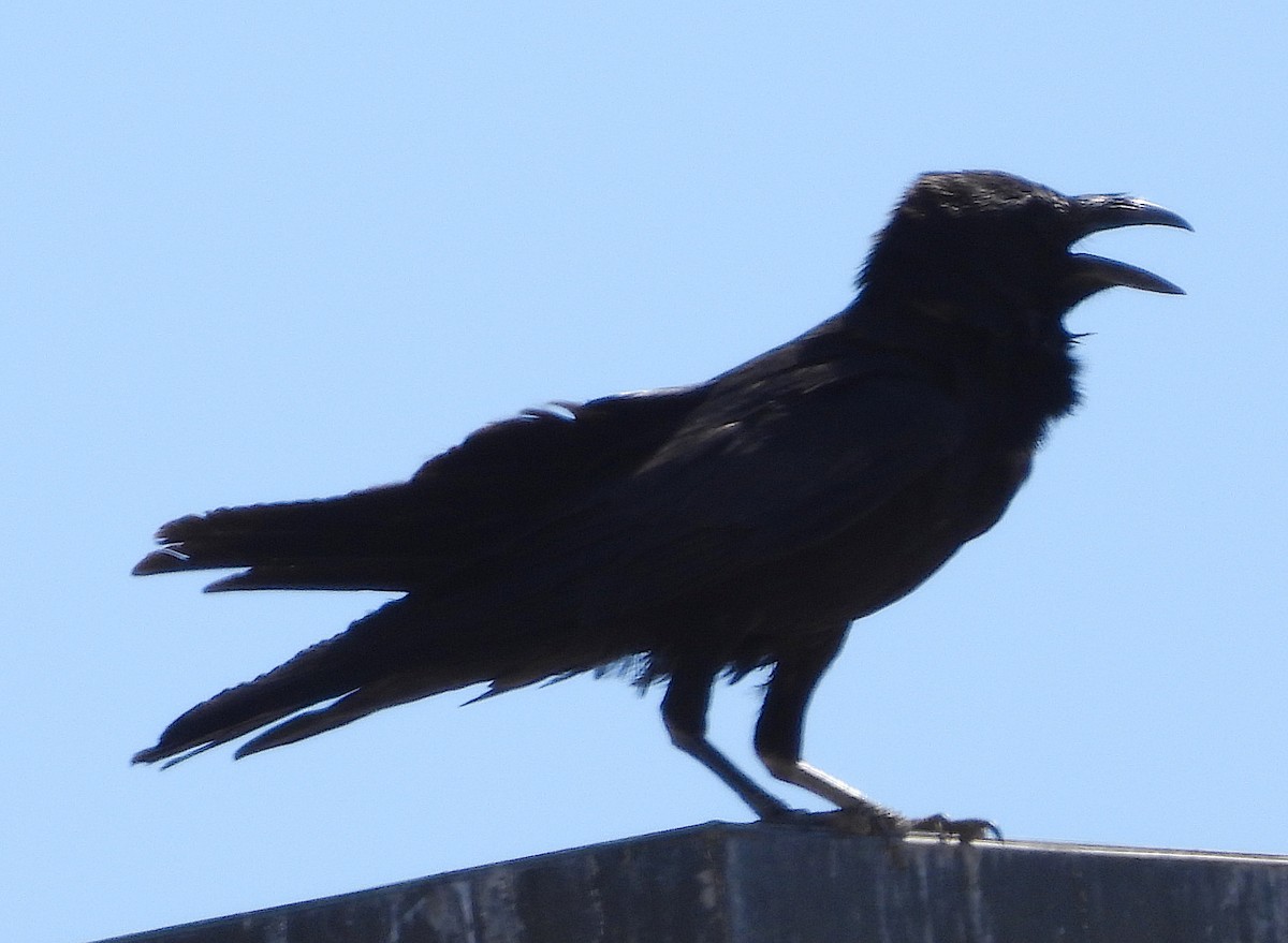 Chihuahuan Raven - ML620467733