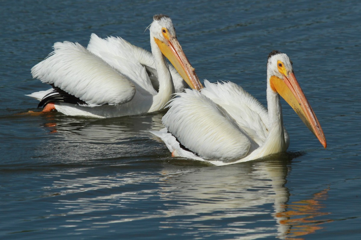 American White Pelican - ML620467734