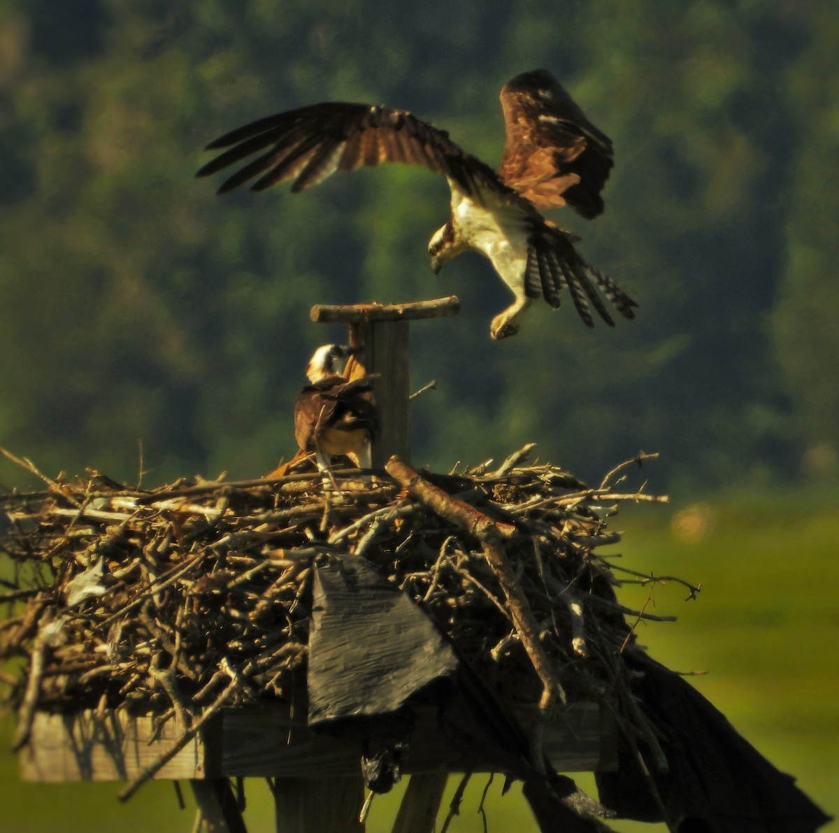 Osprey - ML620467740