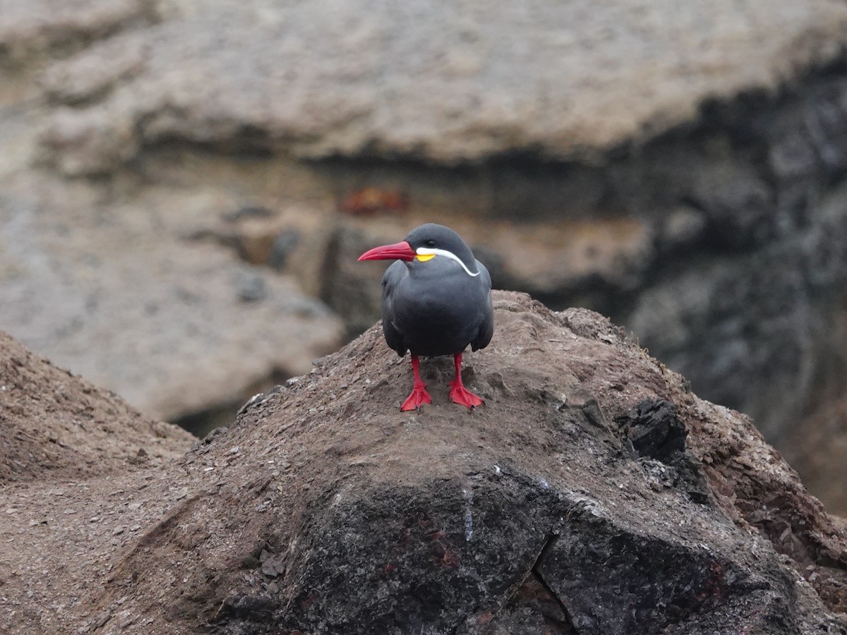 Inca Tern - ML620467745