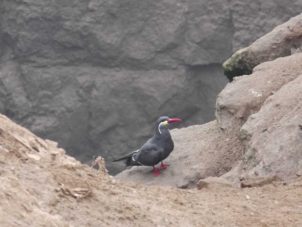 Inca Tern - ML620467746