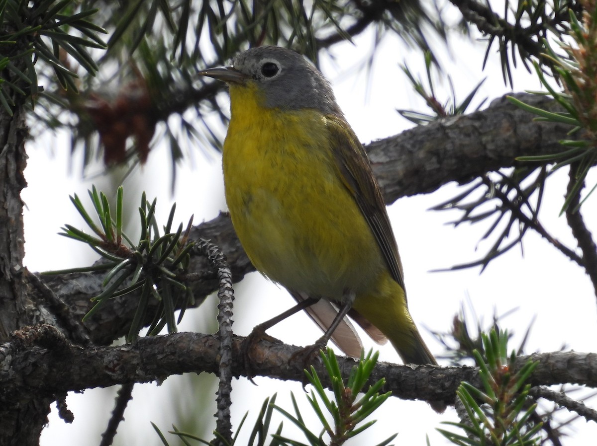 Nashville Warbler - ML620467747