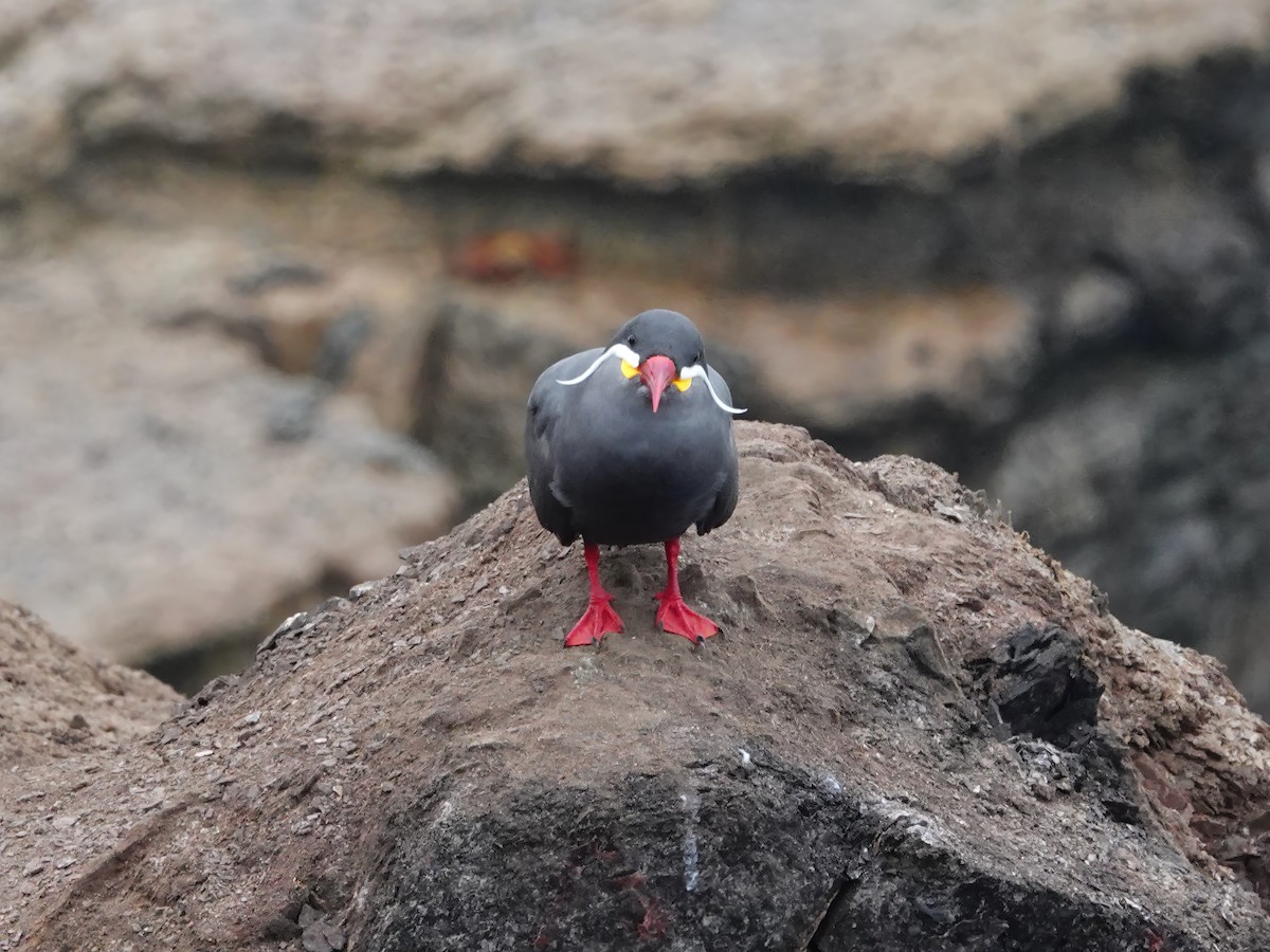 Inca Tern - ML620467748