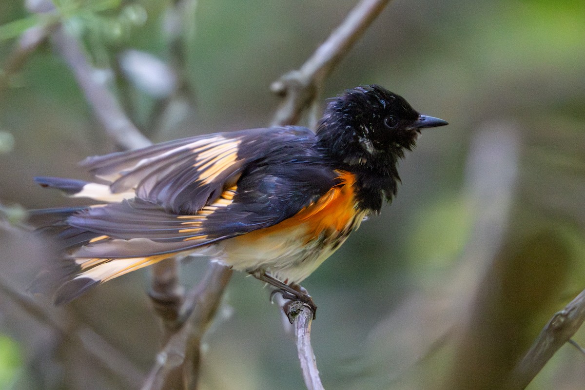 American Redstart - ML620467751