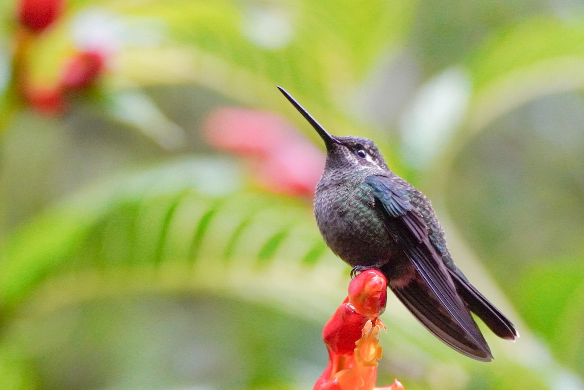 Talamanca Hummingbird - ML620467752