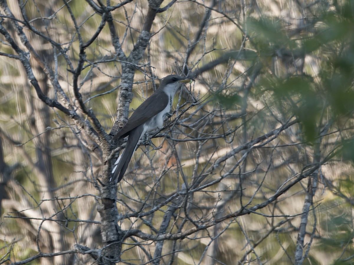 Yellow-billed Cuckoo - ML620467757