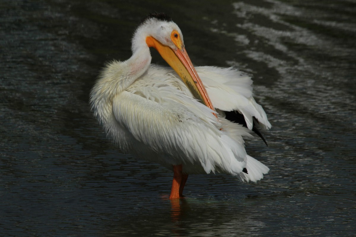 pelikán severoamerický - ML620467760