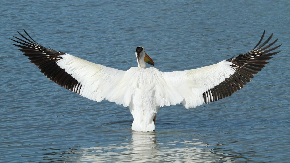 American White Pelican - ML620467761