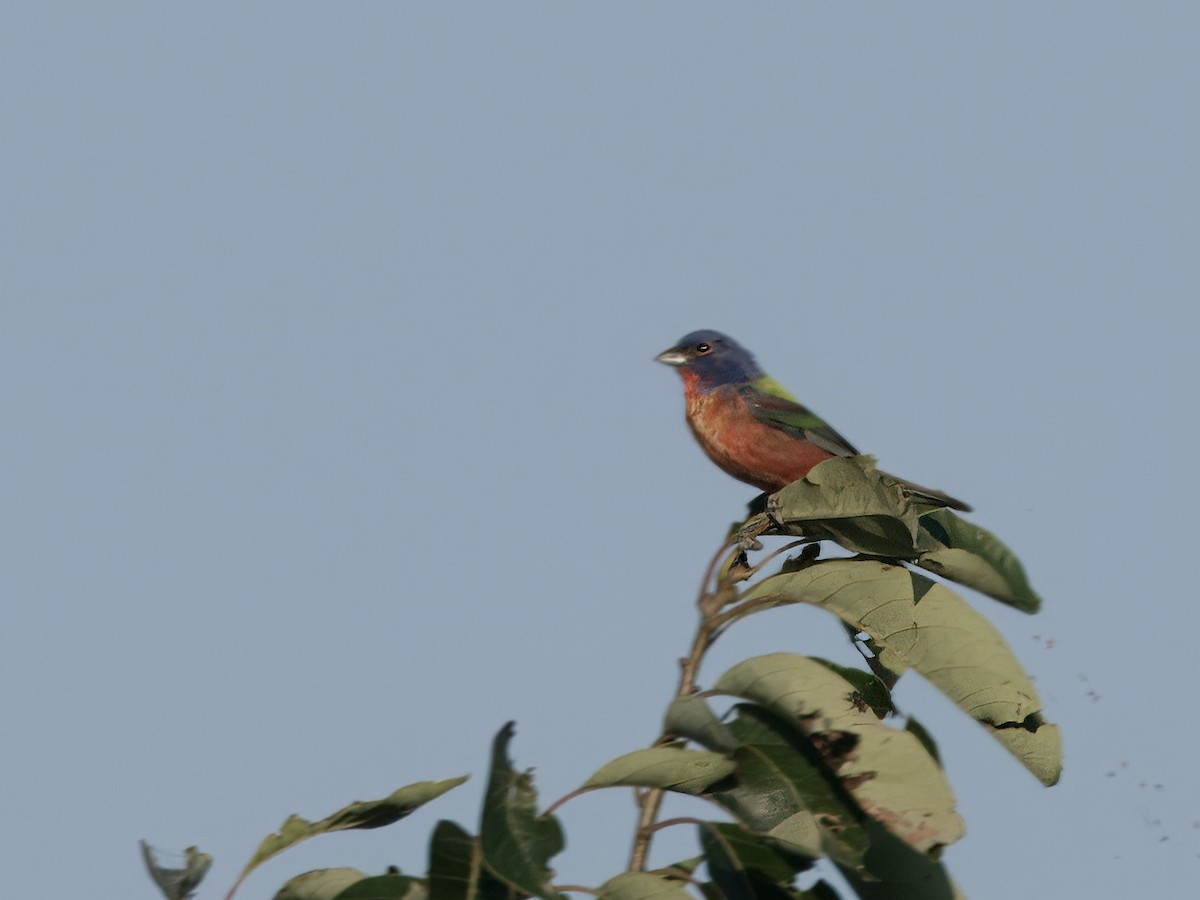 Painted Bunting - ML620467764